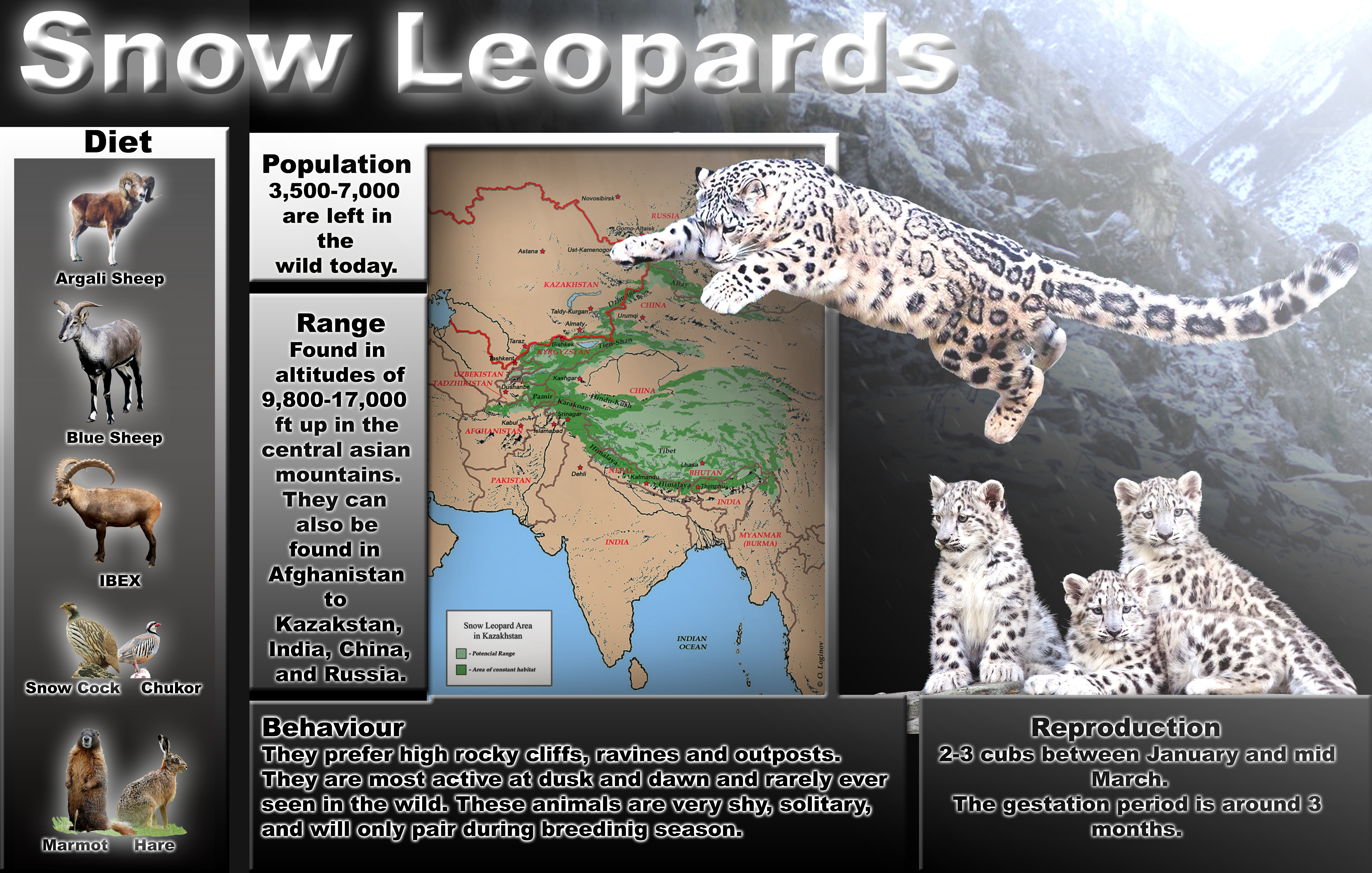 Snow Leopard Leopards Snow [ 4200 x 6600 Pixel ]